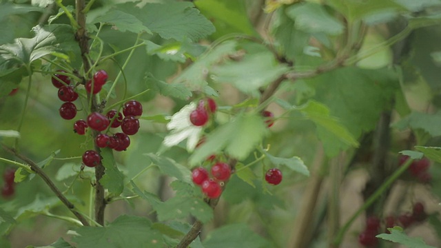 红色酷栗种植视频素材