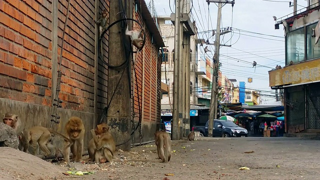 泰国街头的长尾猕猴或捕蟹猴视频下载