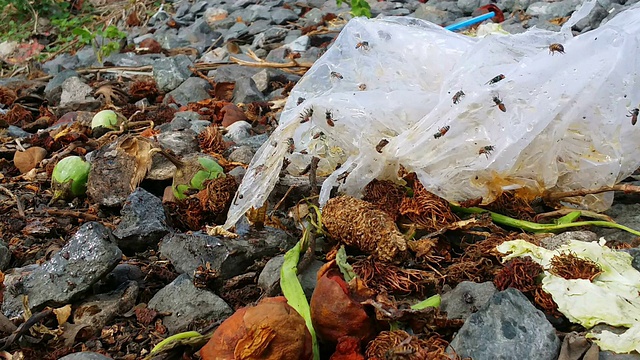 蜜蜂和昆虫生活在垃圾堆里。视频下载