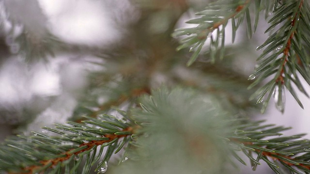 美丽的杉树在冬天的雪和飘落的雪视频素材