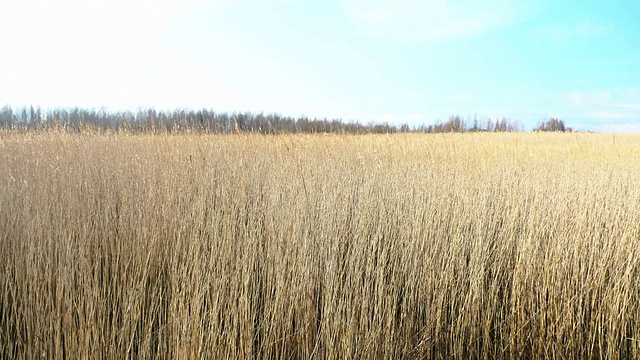 普通芦苇(芦苇)，早春背景，4k视频素材