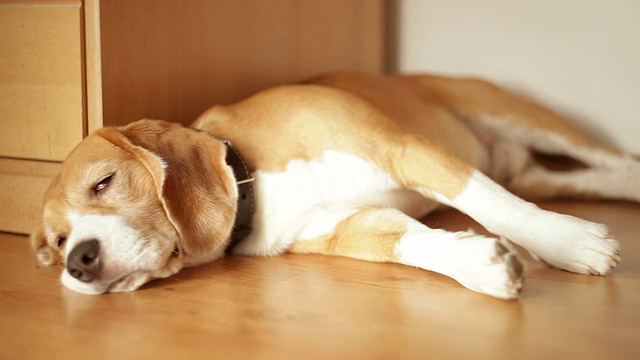 懒懒的小猎犬在美味的晚餐后睡着了视频素材