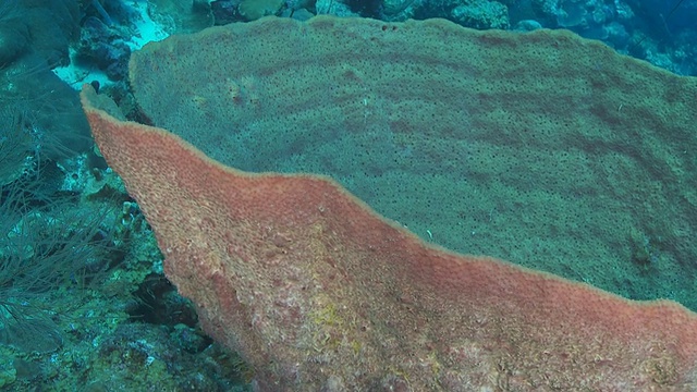 桶海绵视频下载