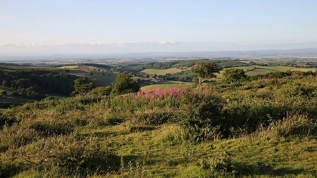 从Quantock Hills Somerset到Hinkley Point Power station PAN的粉色花朵视频素材