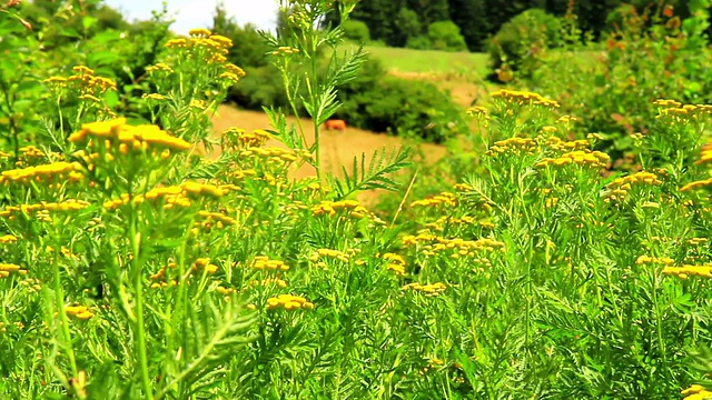 Tanacetum(艾菊)视频素材