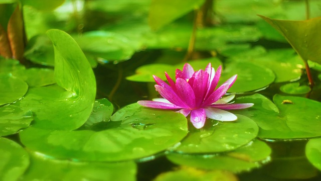 睡莲花视频素材