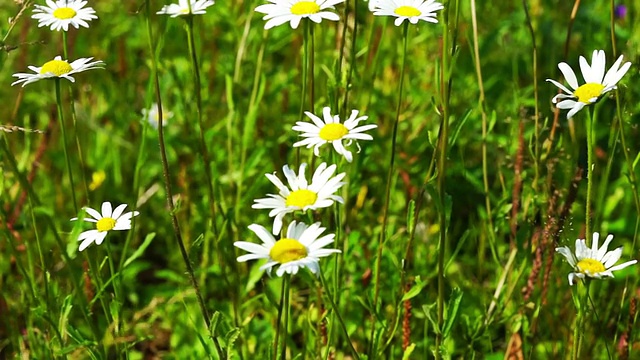 美丽的白色雏菊花在夏天的田野视频素材