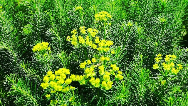 蒲柏黄花(Euphorbia Cyparissias)视频下载