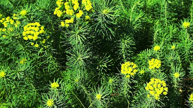 蒲柏黄花(Euphorbia Cyparissias)视频素材