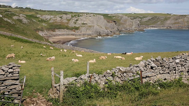 英国高尔威尔士瀑布湾山坡上的羊群视频素材