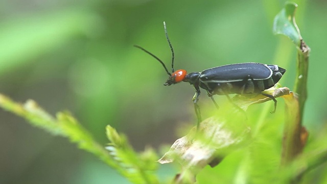 水泡甲虫会动它的头视频素材