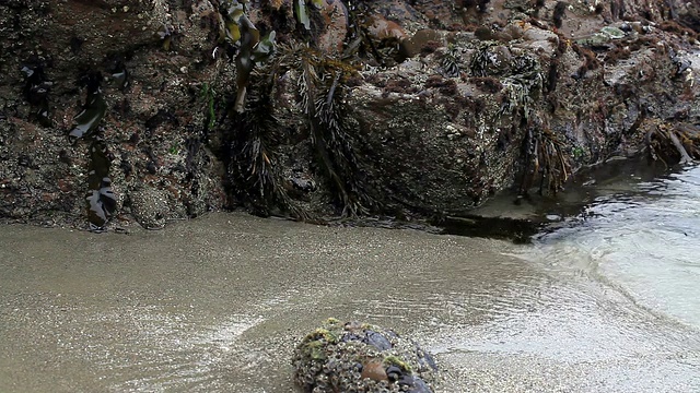 在海浪和沙滩上，海藻依附在岩石上视频素材