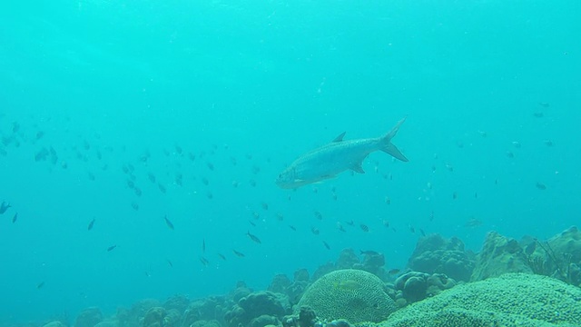 大海鲢鱼视频下载