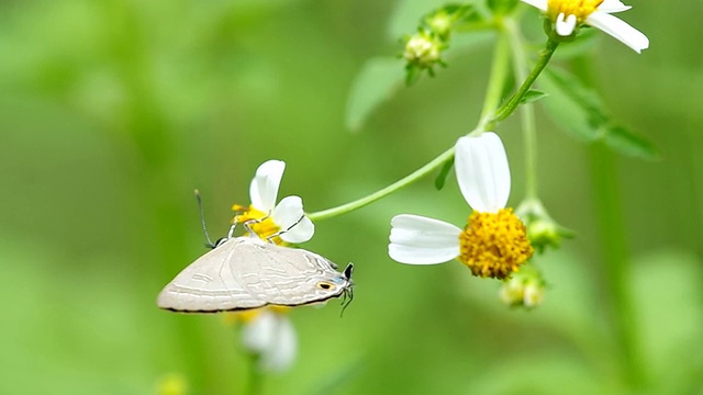 蝴蝶正在从花中吸取花蜜视频素材