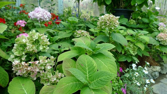 花园里有走道、植物和花坛视频素材