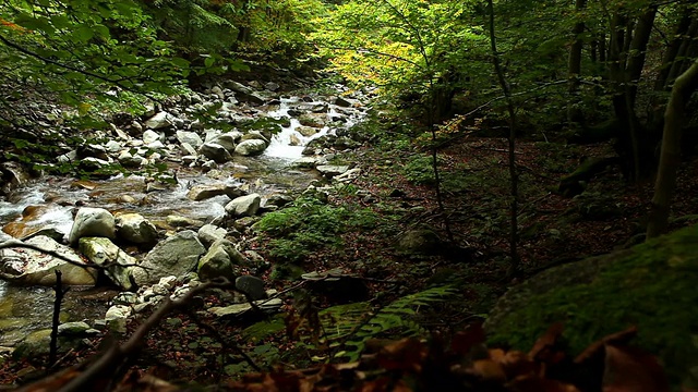 山森林小溪滑块移动镜头视频素材