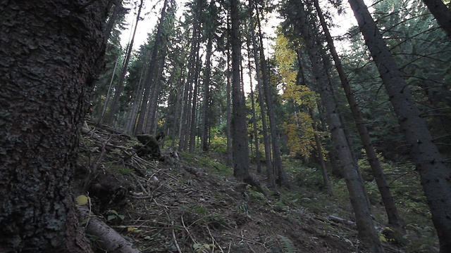 骑山地车在树林里视频素材