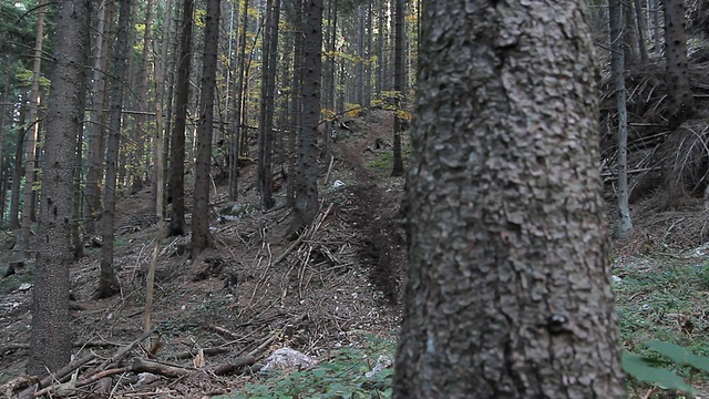 骑山地车在树林里视频素材