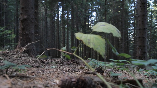 骑山地车在树林里视频素材