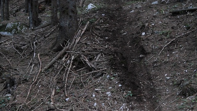 骑山地车在树林里视频素材