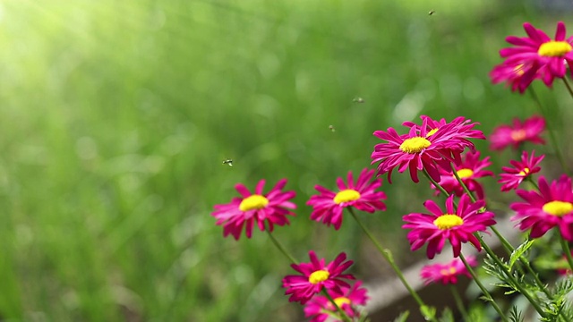 红雏菊花生长视频素材