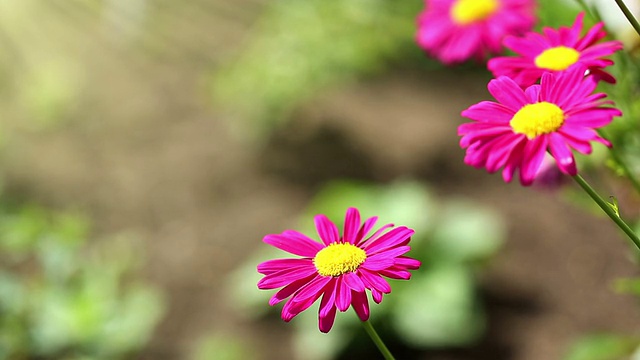 红雏菊花生长视频素材