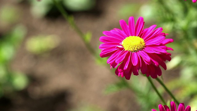 红雏菊花生长视频素材