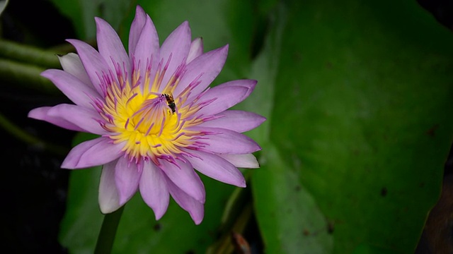 荷花和蜜蜂视频下载