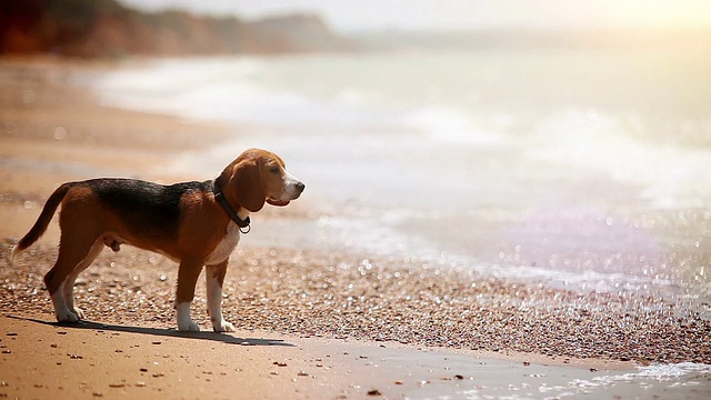 一只小猎犬站在海滩上，看着海浪来来去去视频素材