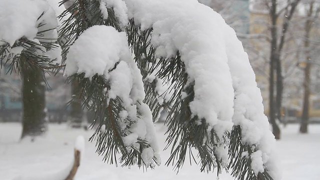 松树和新鲜的雪视频素材