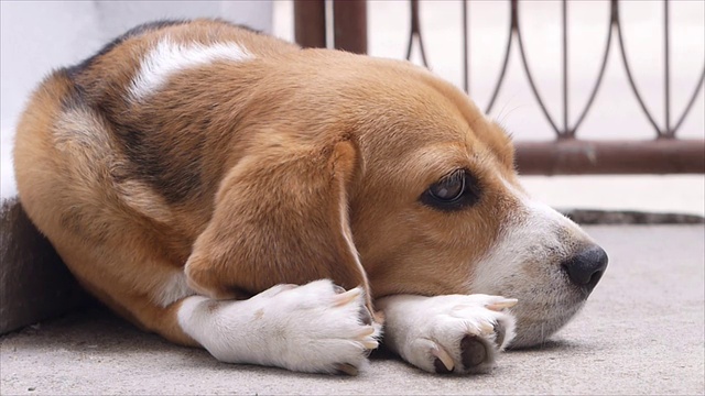 在走开之前放下小猎犬视频素材