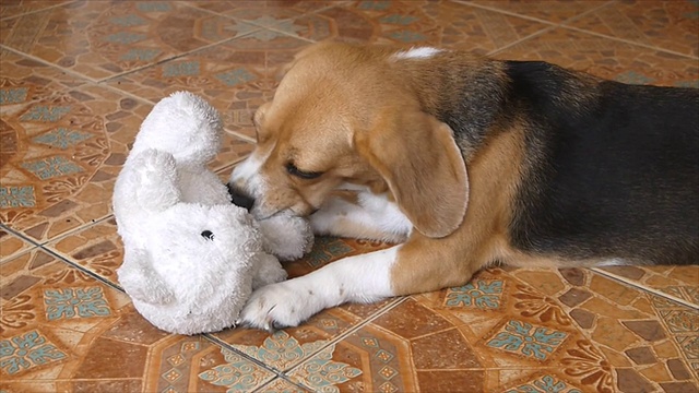 小猎犬号玩娃娃视频素材