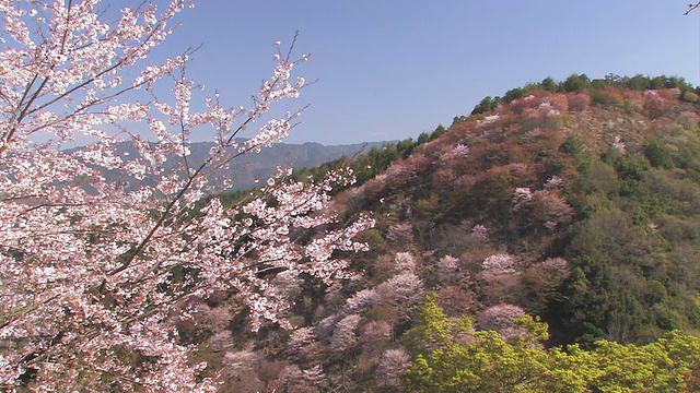 日本奈良吉野山的春天景观视频下载