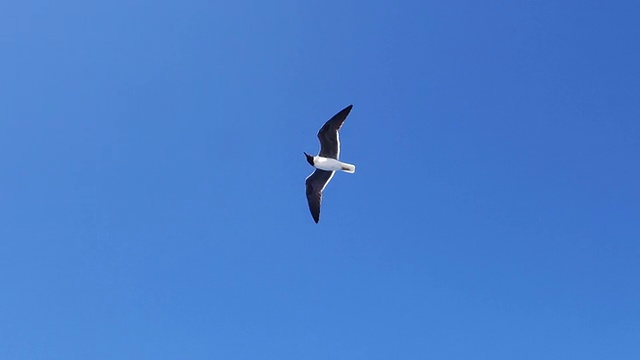 海鸥飞视频素材