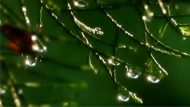 雨后的雨滴落在树叶上视频素材