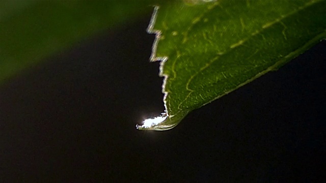 雨后的雨滴落在树叶上视频素材