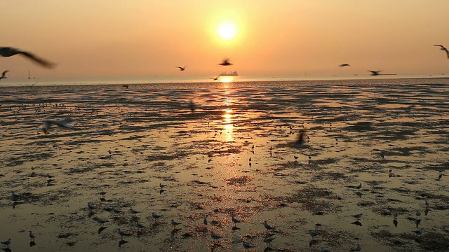 海鸥在夕阳中飞翔视频素材