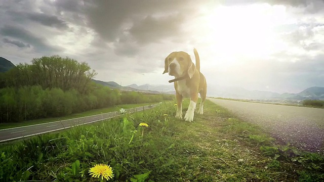 慢动作视频:小猎犬通过嗅觉探索新的领域视频素材