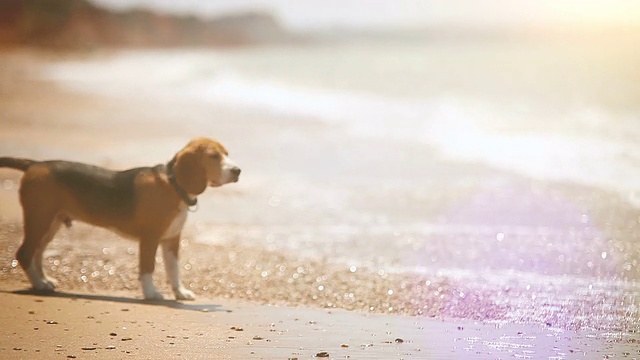 狗来到海边看海浪视频素材