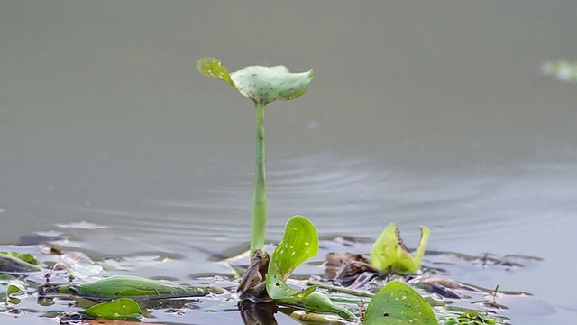 水葫芦漂浮在水库视频素材