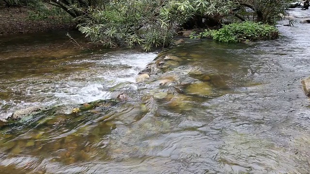 泰国的森林溪流视频素材