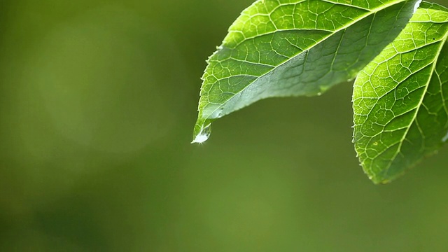 滴水视频素材