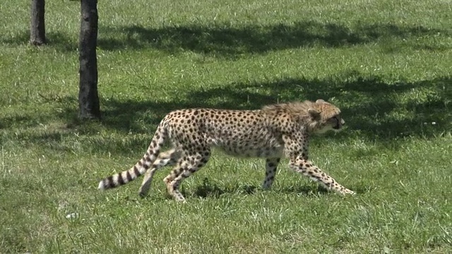 猎豹跑视频下载