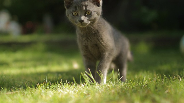 草丛中可爱的小猫视频下载