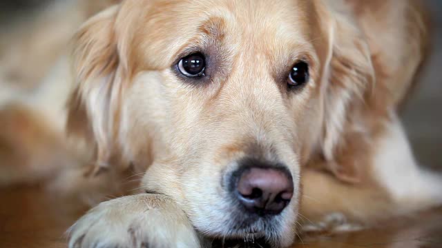 金毛猎犬视频素材