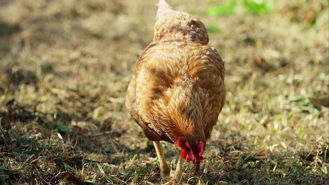 生物动力农业视频素材