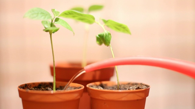 室内植物。视频素材