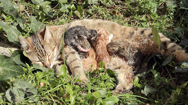 十分钟大的新生猫正在喝牛奶视频素材