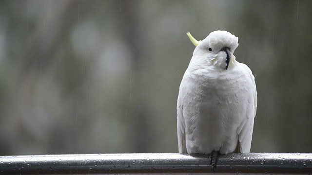 鹦鹉在雨中视频素材