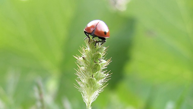 瓢虫从草地上起飞视频素材